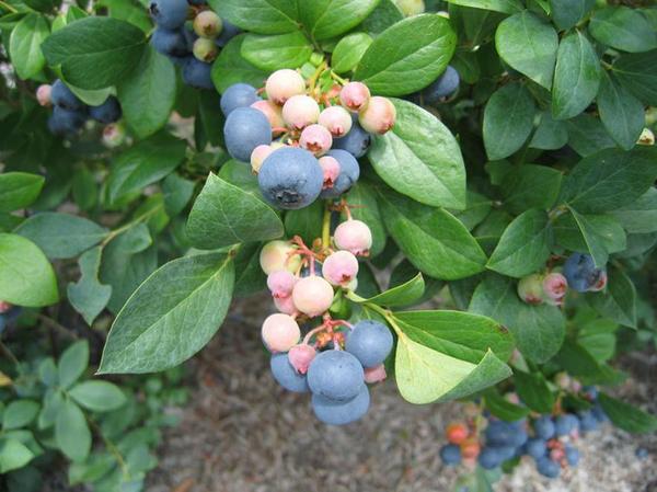 Rabbiteye blueberry